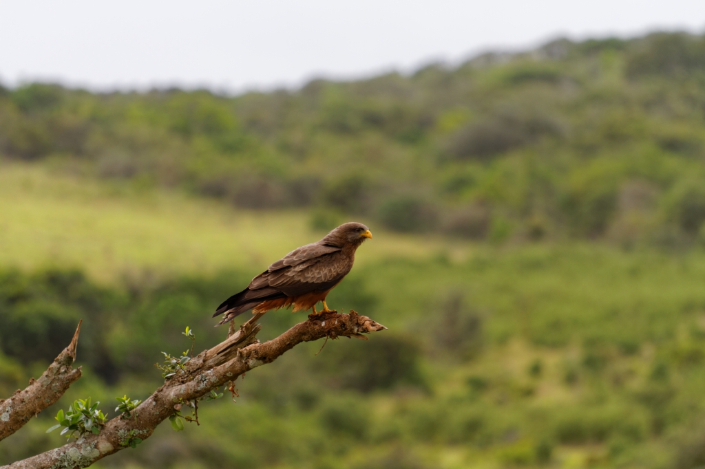 06 - Addo Elephant NP (8)-Yellow Billed Kite.jpg